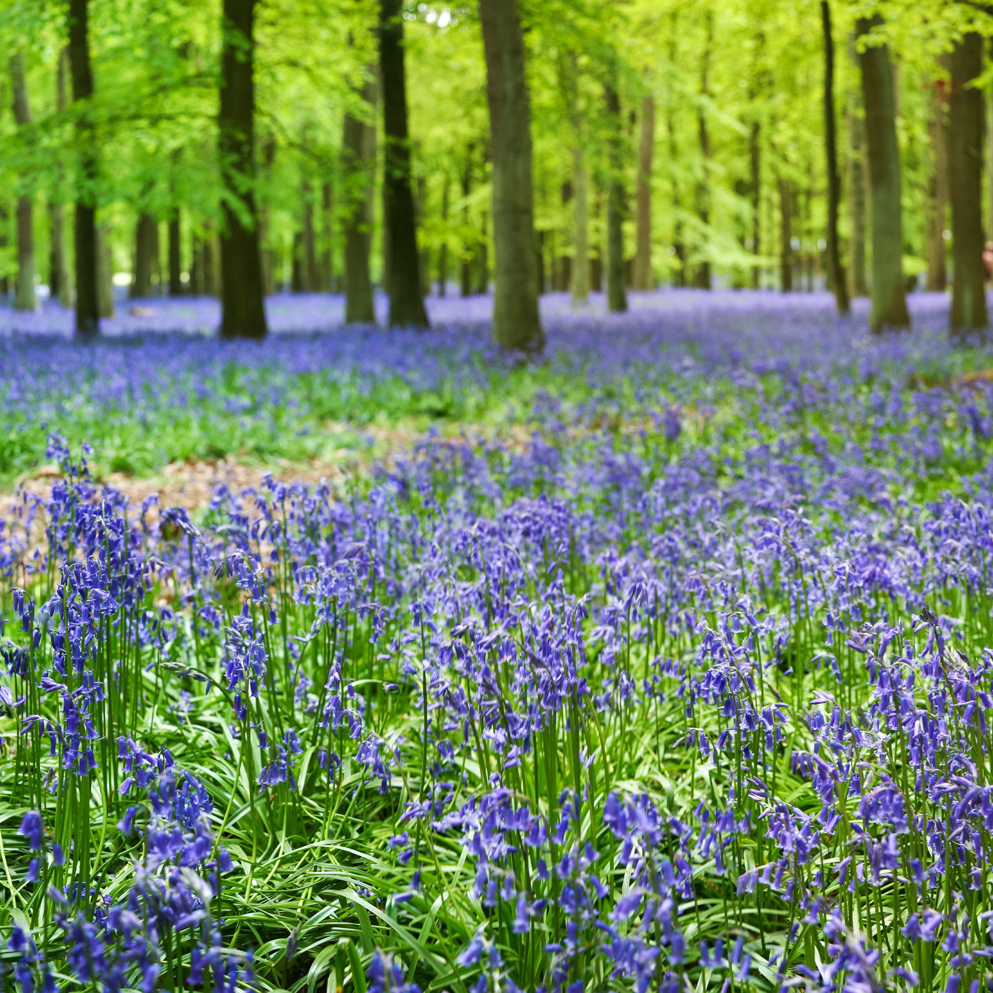 Scilla Campunulata blue - Blauwe sterhyacint - Hyacint