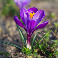Grootbloemige krokus 'Flower Record' (x15)