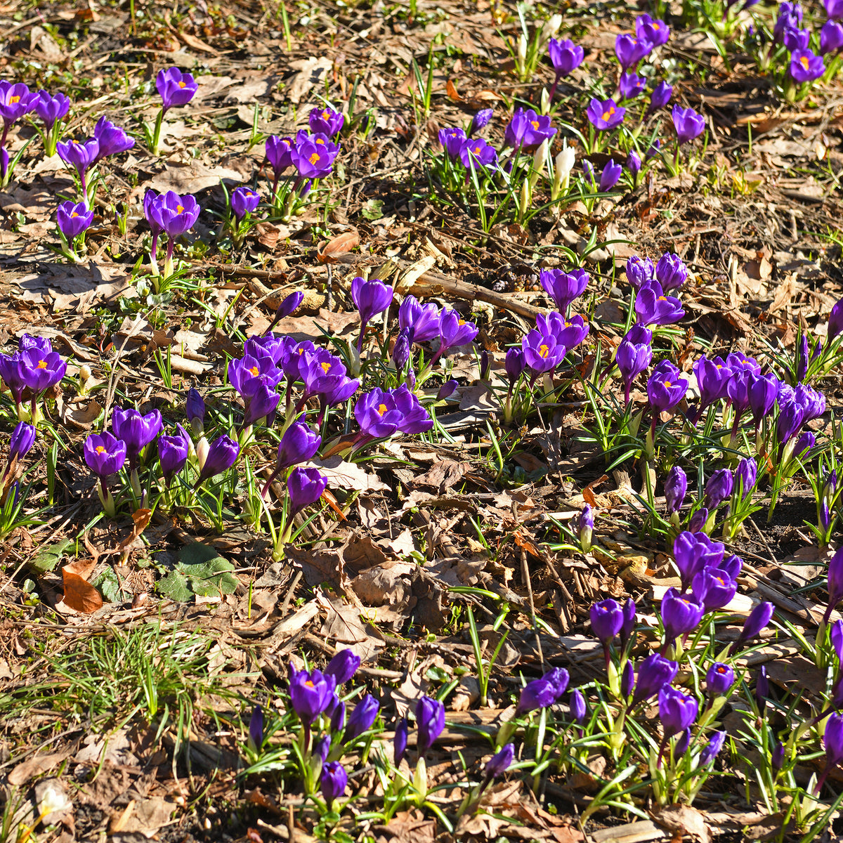 Grootbloemige krokus 'Flower Record' (x15) - Bakker
