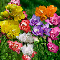 Dubbelbloemige Freesia Mix (x25)
