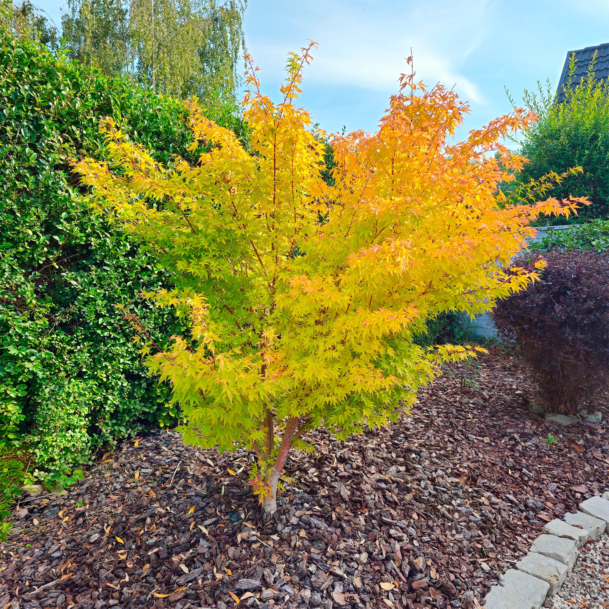 Verkoop Japanse esdoorn 'Orange Dream' - Japanse esdoorn
