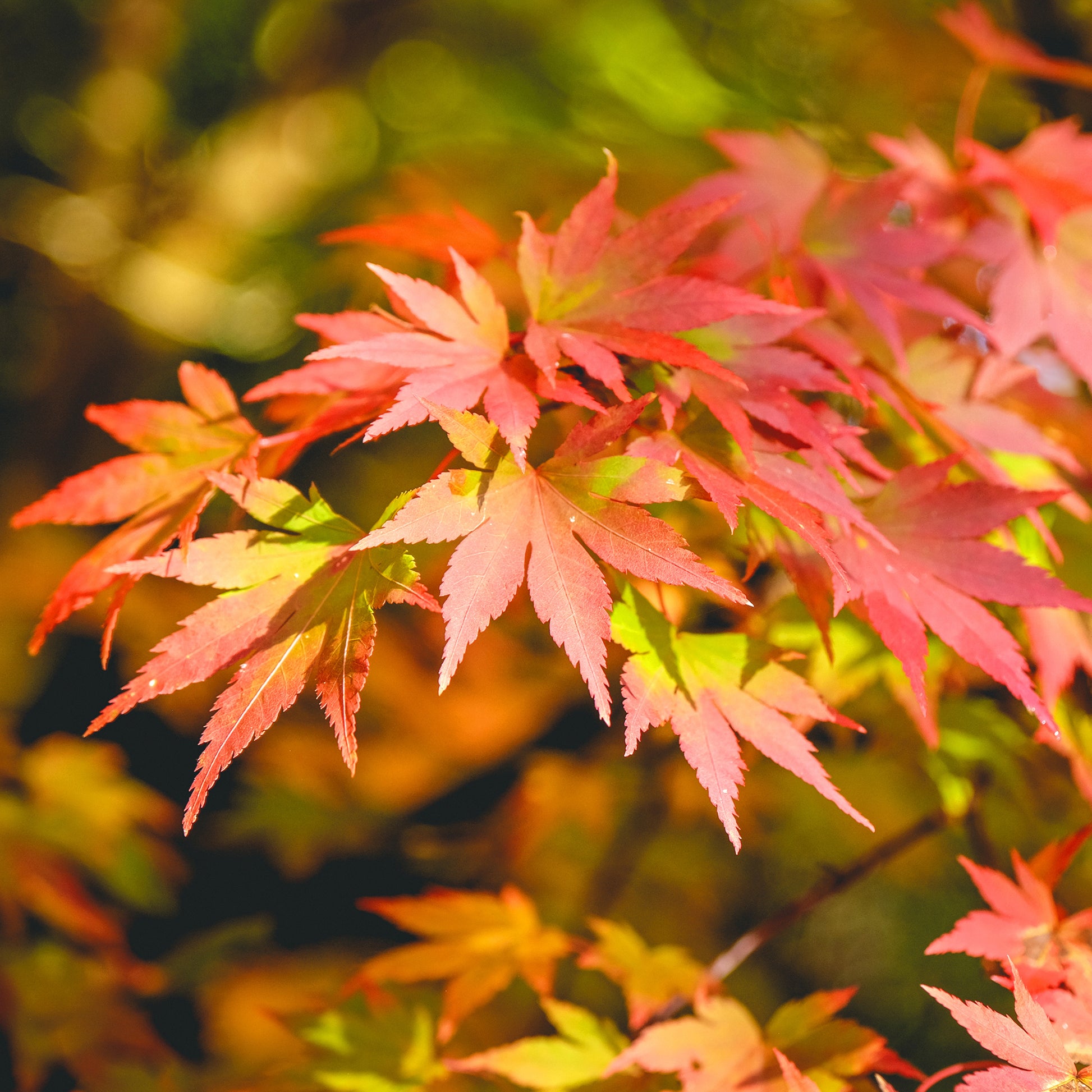 Verkoop Japanse esdoorn 'Orange Dream' - Acer palmatum orange dream