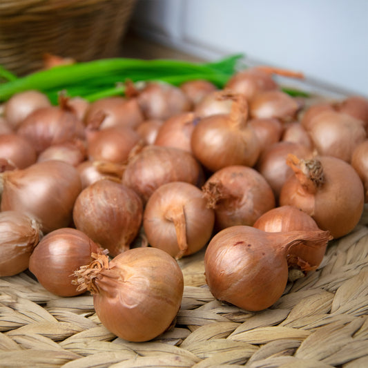 Rode sjalot 'Red Sun' - Bakker