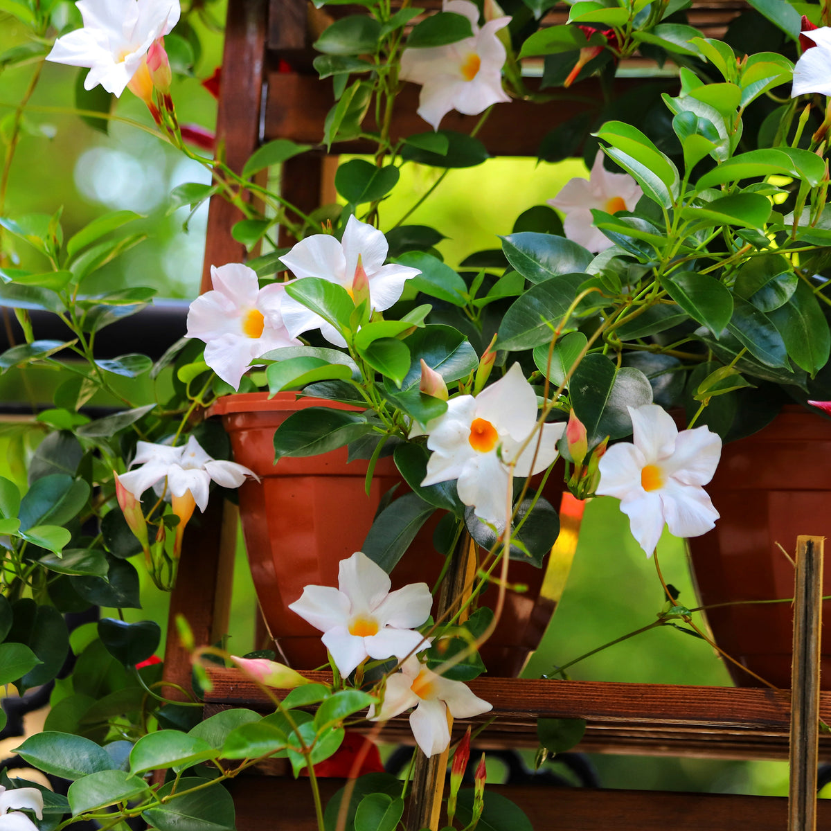 Chileense jasmijn - Dipladenia - Bakker