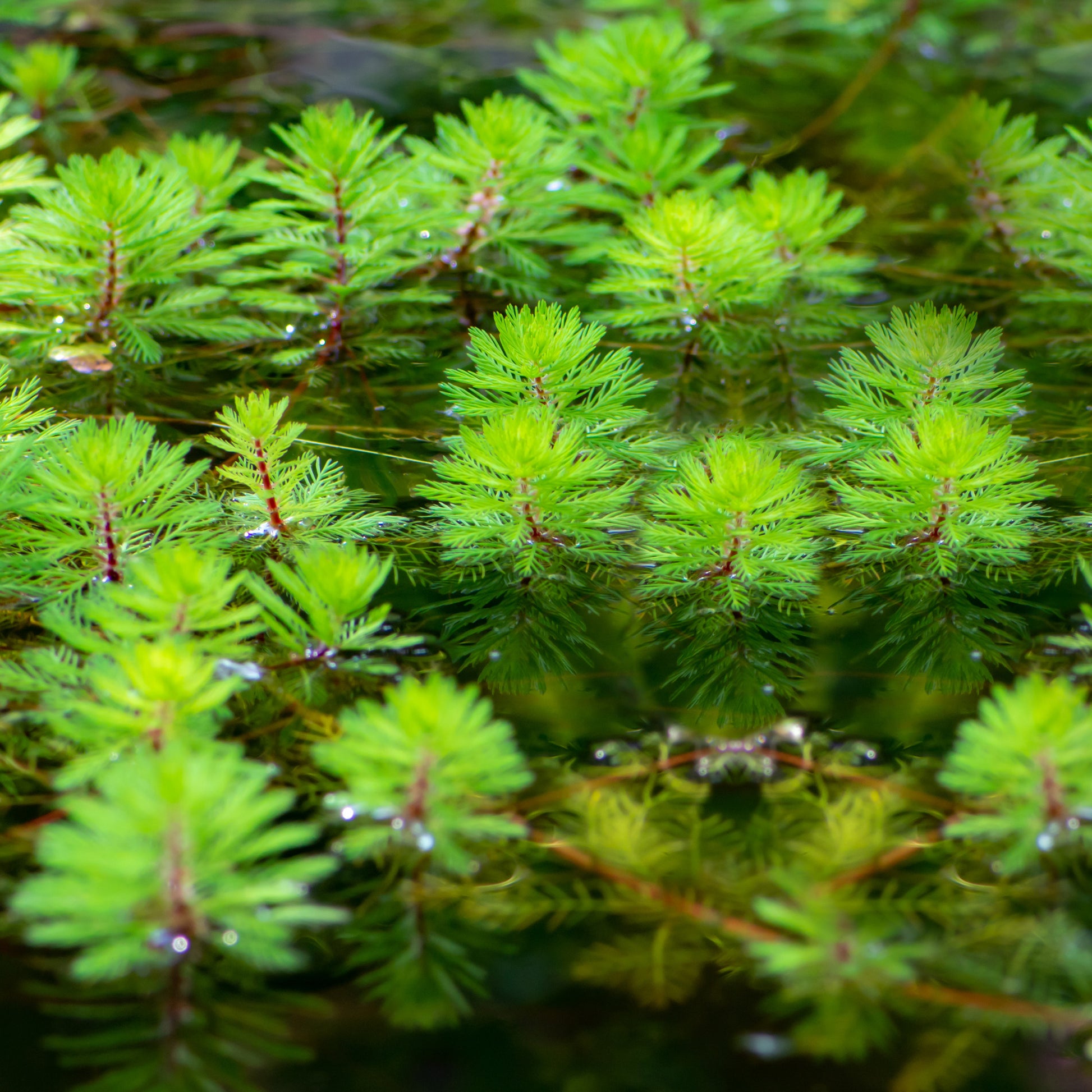 Rode klaverblad - Myriophyllum brasiliense 'Red Stem' - Bakker