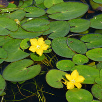 Waterlelies - Paardenbloem Faux waterlelie - Nymphoides peltata
