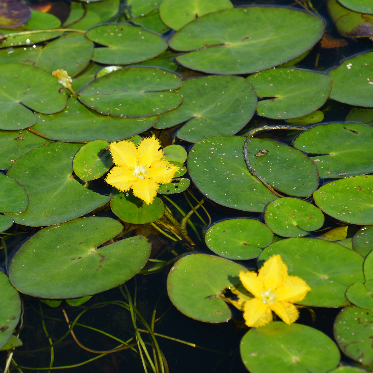Nymphoides peltata - Paardenbloem Faux waterlelie - Waterlelies