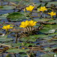Verkoop Paardenbloem Faux waterlelie - Nymphoides peltata