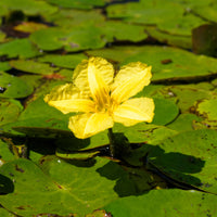 Verkoop Paardenbloem Faux waterlelie