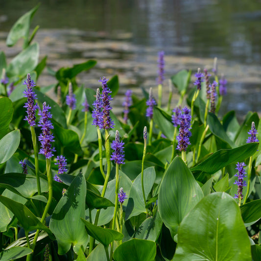 Bakker Hartbladige Pontedera - Bakker