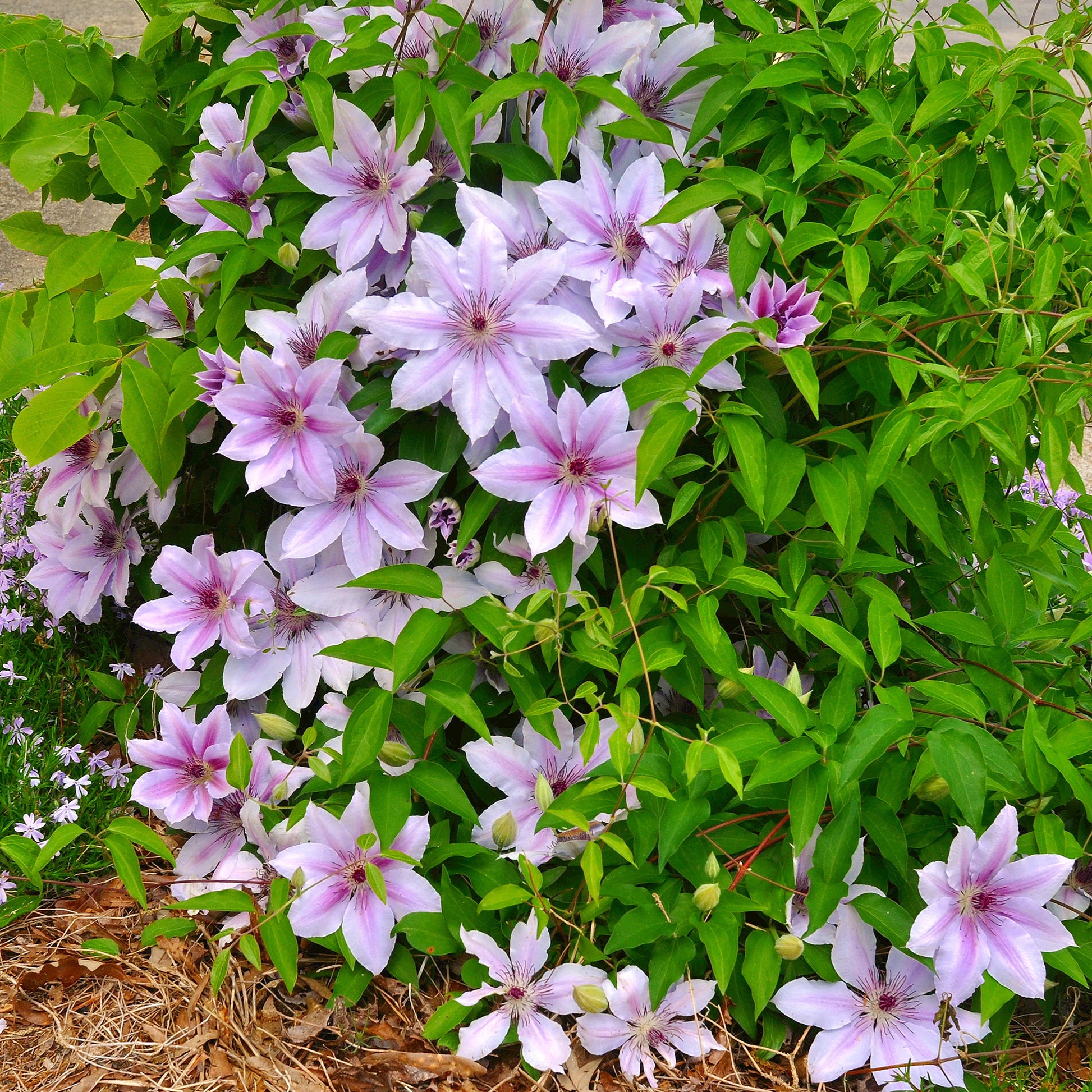 Clematis - Bosrank 'Nelly Moser' - Clematis 'nelly moser'