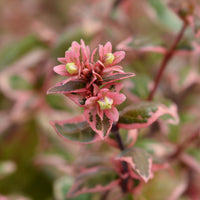 Abelia grandiflora Magic Daydream® - Abelia grandiflora Magic Daydream ® - Bakker