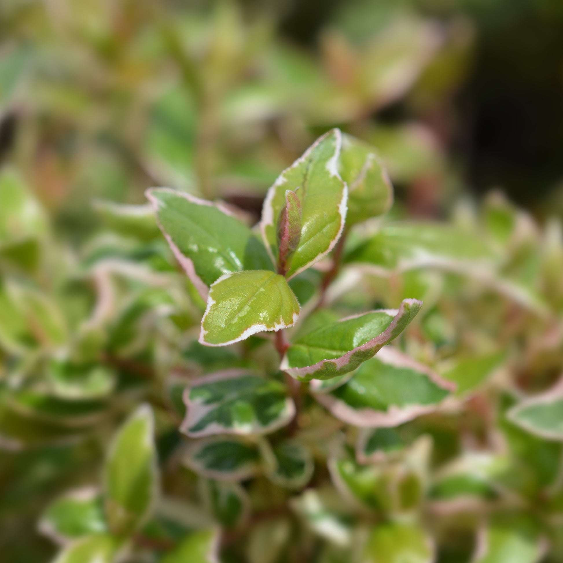 Abelia - Abelia grandiflora Magic Daydream® - Abelia grandiflora Magic Daydream ®