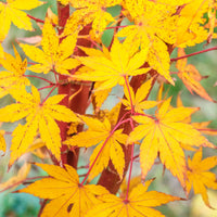 Acer palmatum Sangokaku - Japanse esdoorn Sango-kaku - Japanse esdoorn