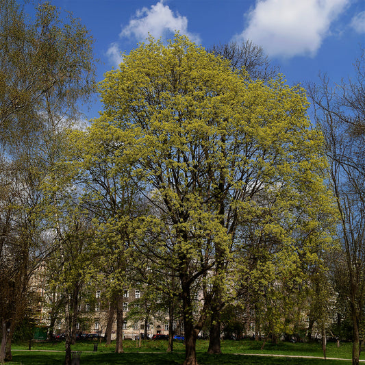 Noorse esdoorn - Bakker