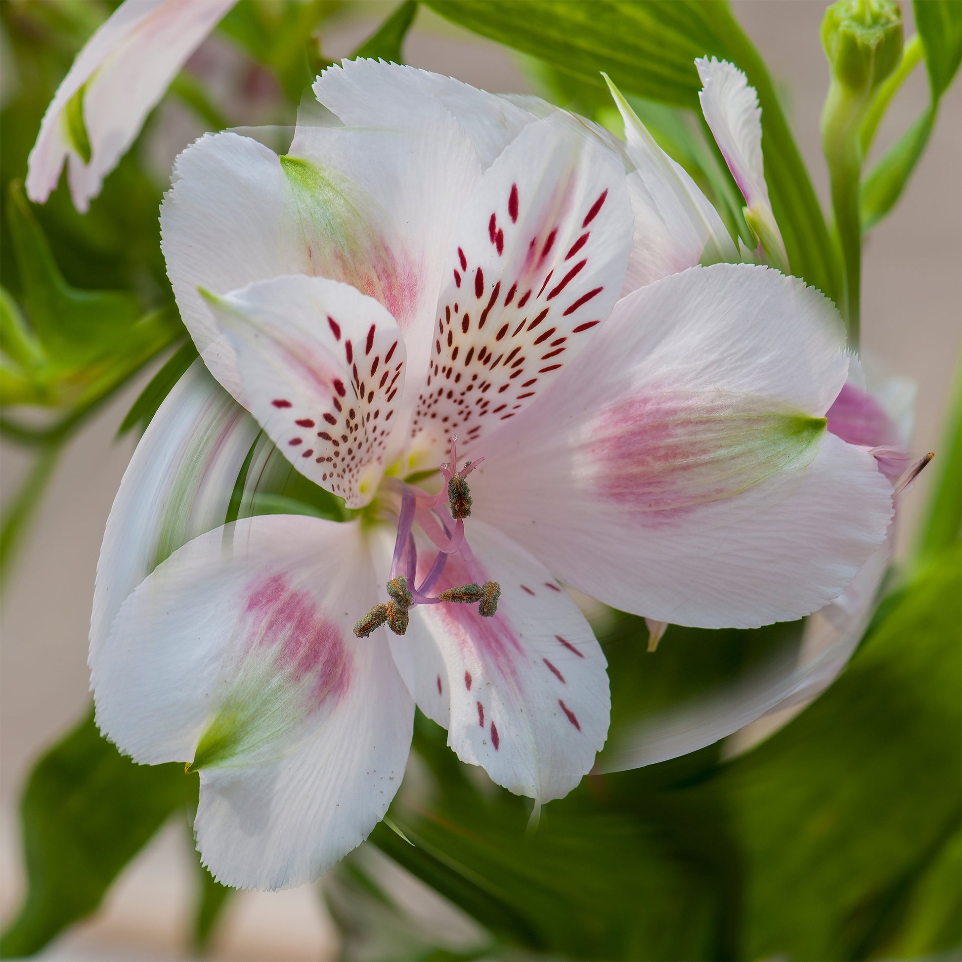 Incalelie - Alstroemeria Hertog van Anjou Béatrice - Bakker