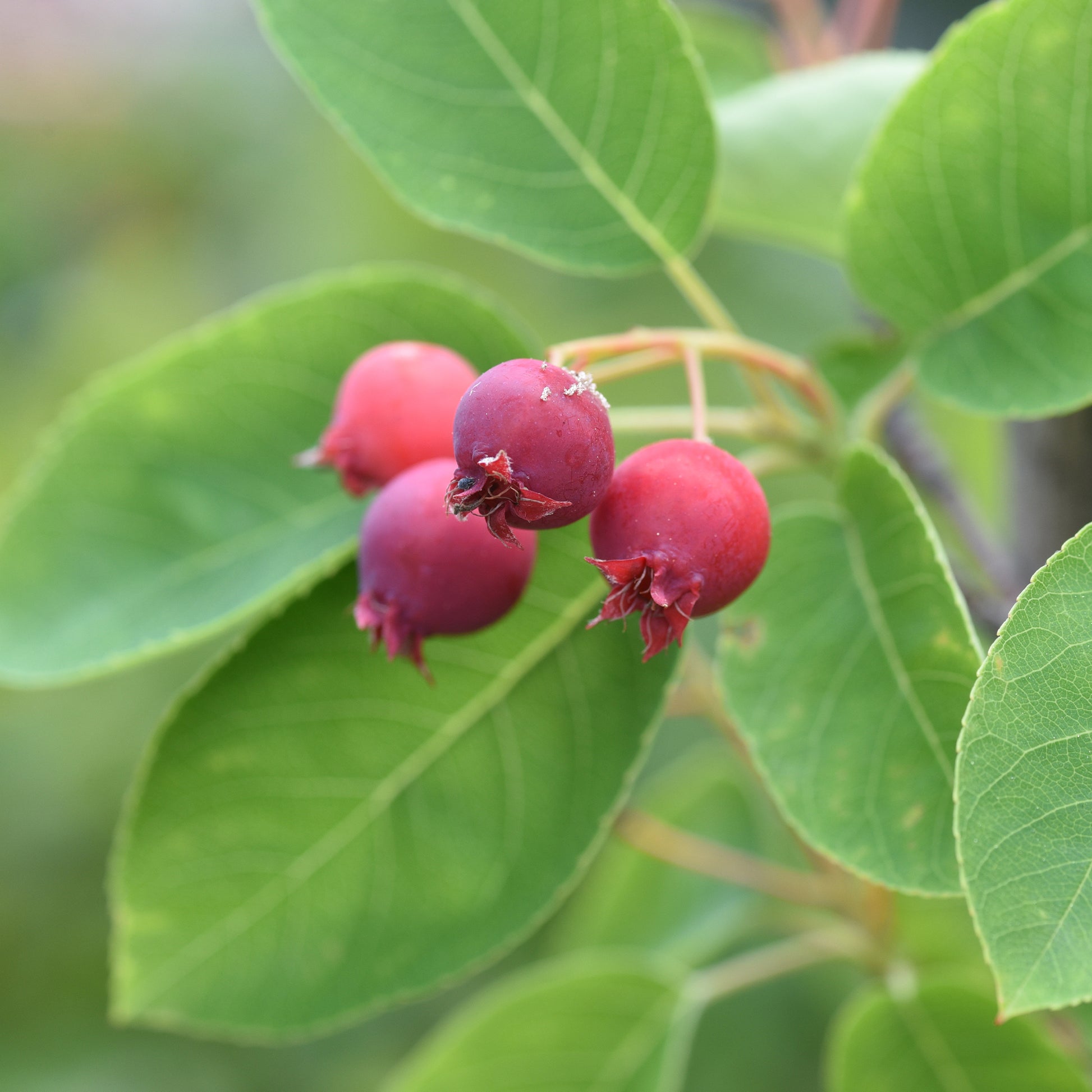 Bloeiende heesters - Canadese krentenboompje - Amelanchier canadensis