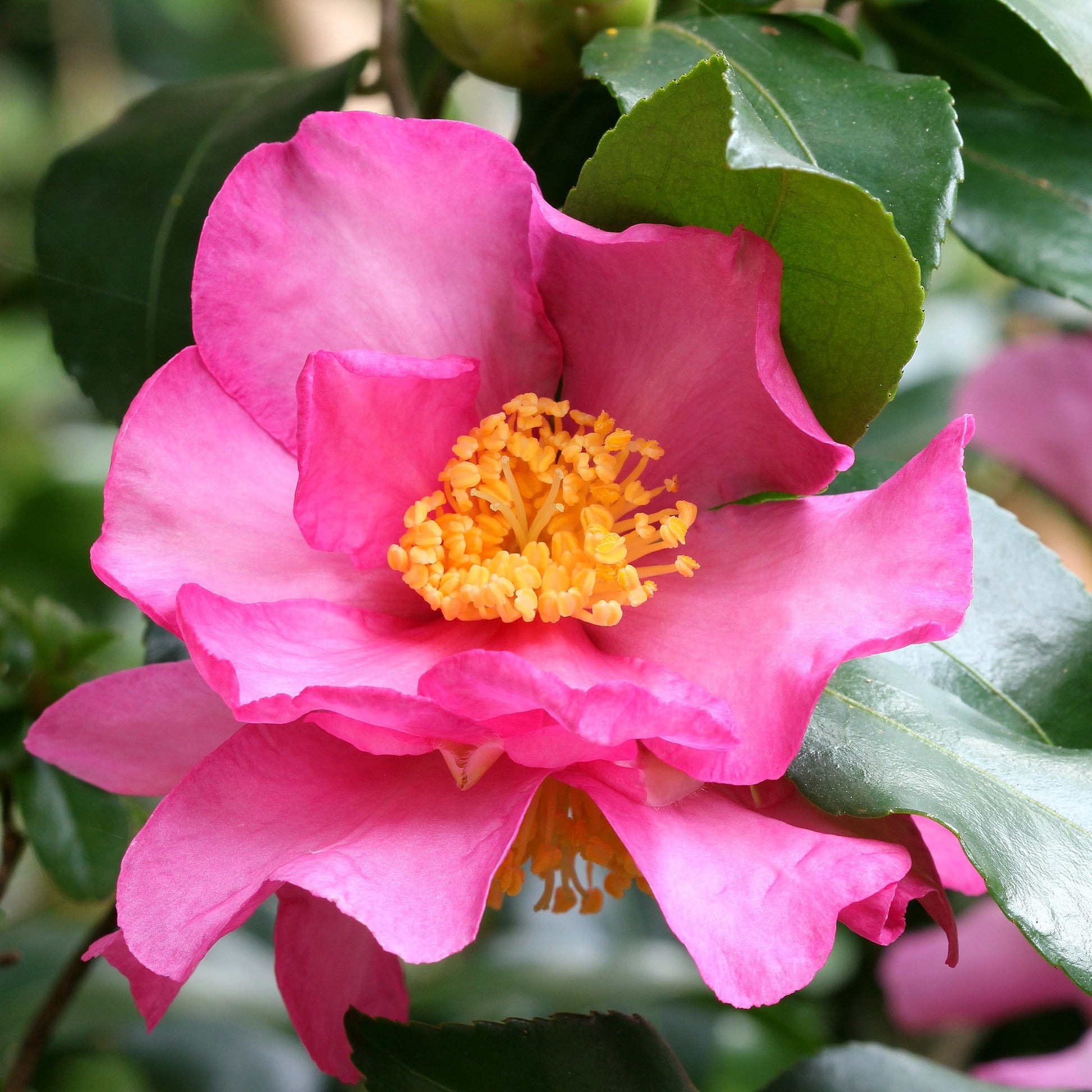 Herfstcamelia - Camellia sasanqua - Bakker