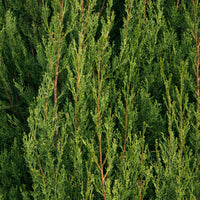 Italiaanse cipres Stricta - Cupressus sempervirens Stricta - Bakker