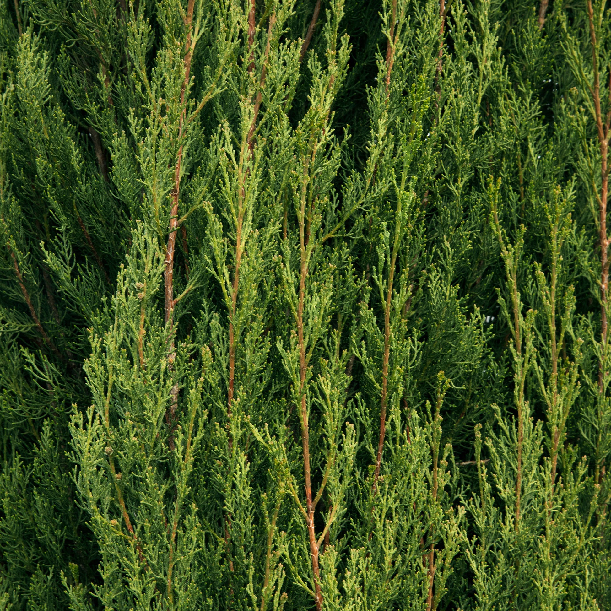 Italiaanse cipres Stricta - Cupressus sempervirens Stricta - Bakker