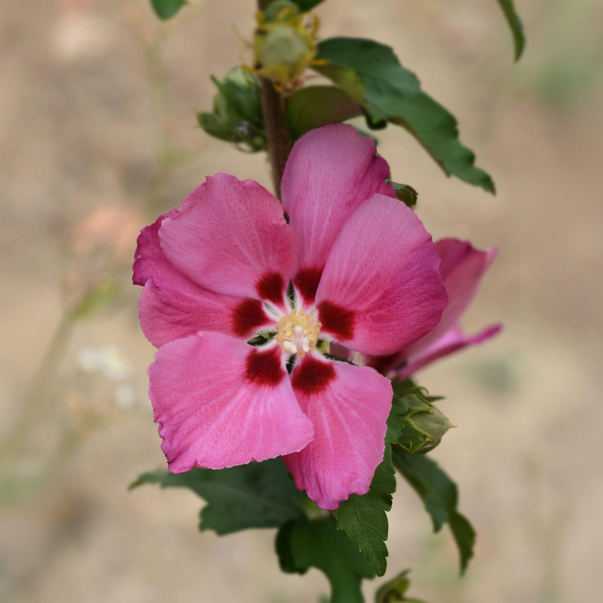 Hibiscus Woodbridge - Hibiscus syriacus Woodbridge - Bakker