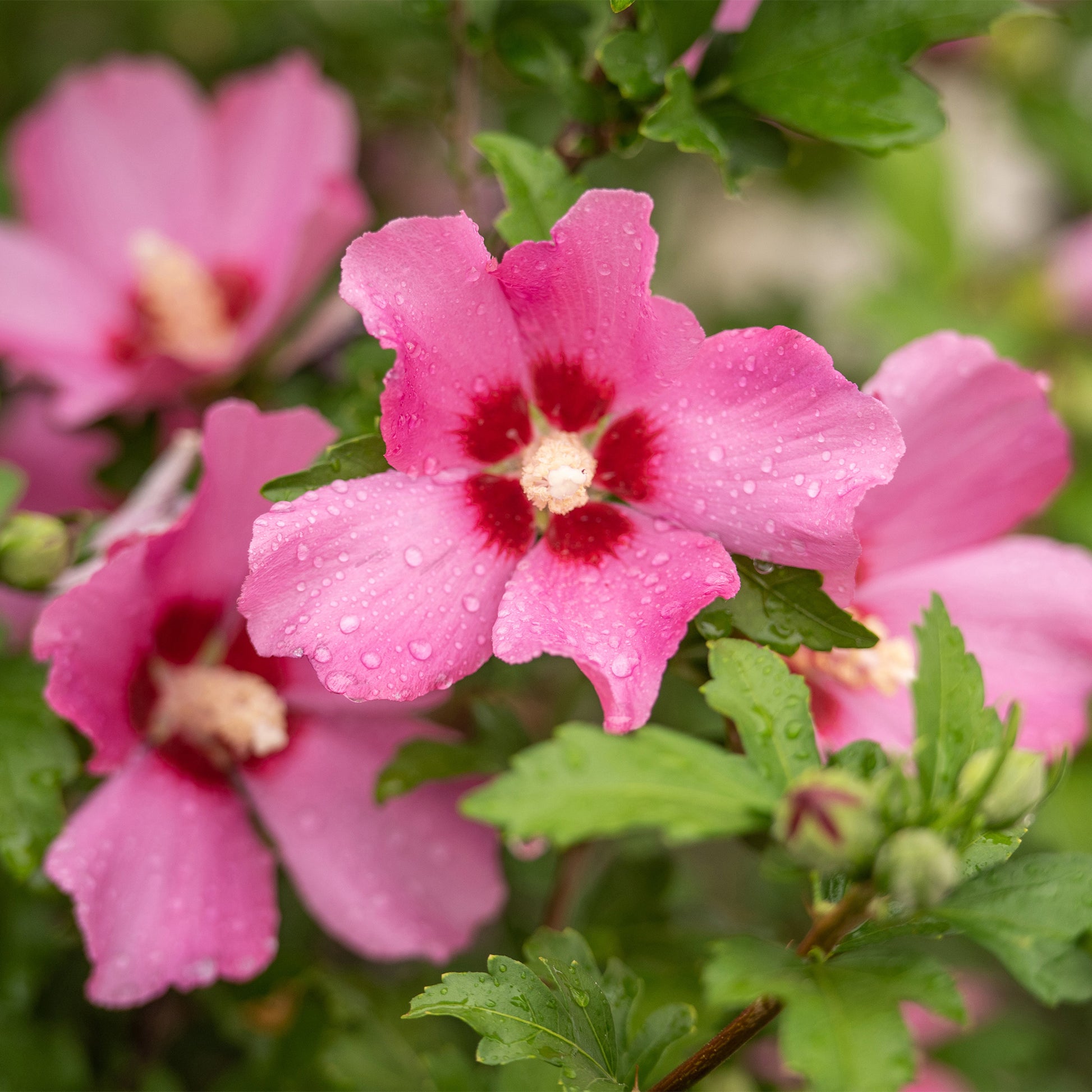 Hibiscus syriacus Woodbridge - Hibiscus Woodbridge - Hibiscus