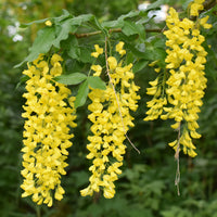 Goudenregen - Laburnum anagyroides - Bakker