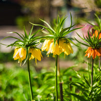 Gele keizerskroon - Fritillaria imperialis - Bakker
