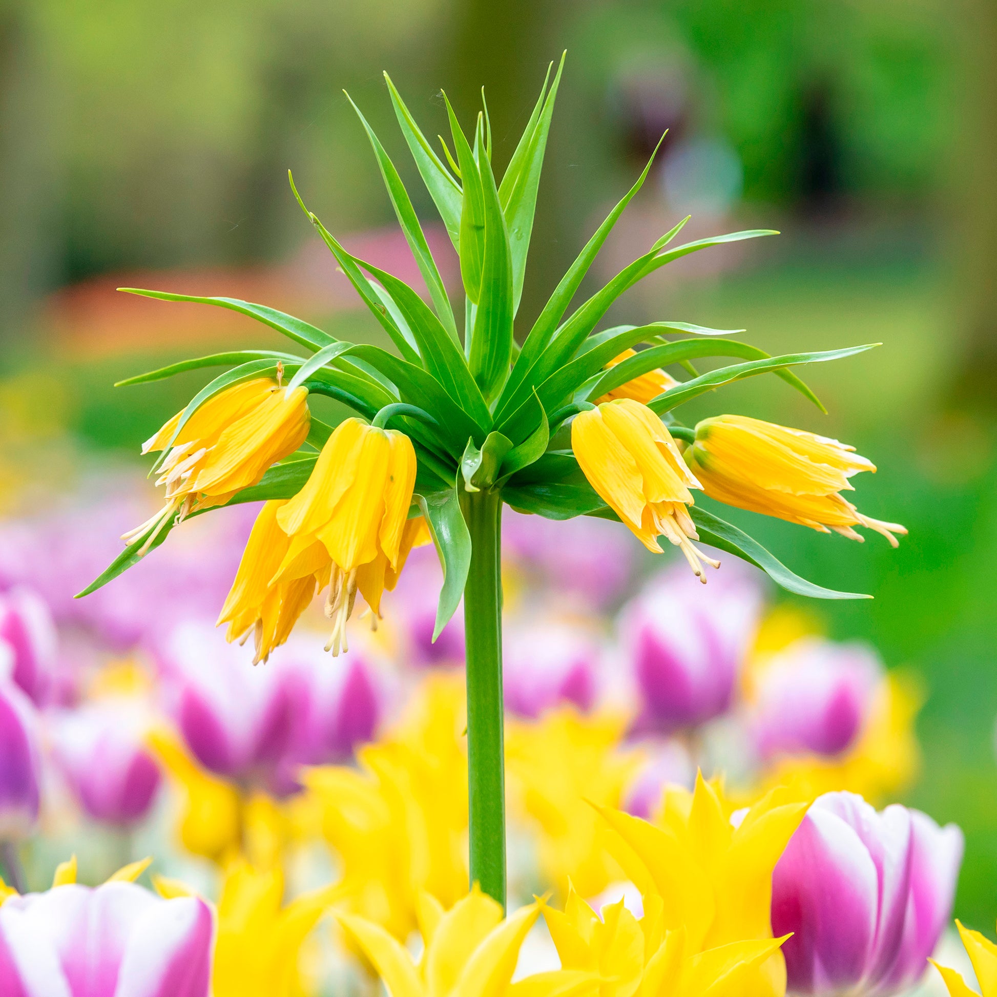 Fritillaria - Gele keizerskroon - Fritillaria imperialis