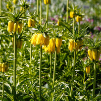 Verkoop Gele keizerskroon - Fritillaria imperialis
