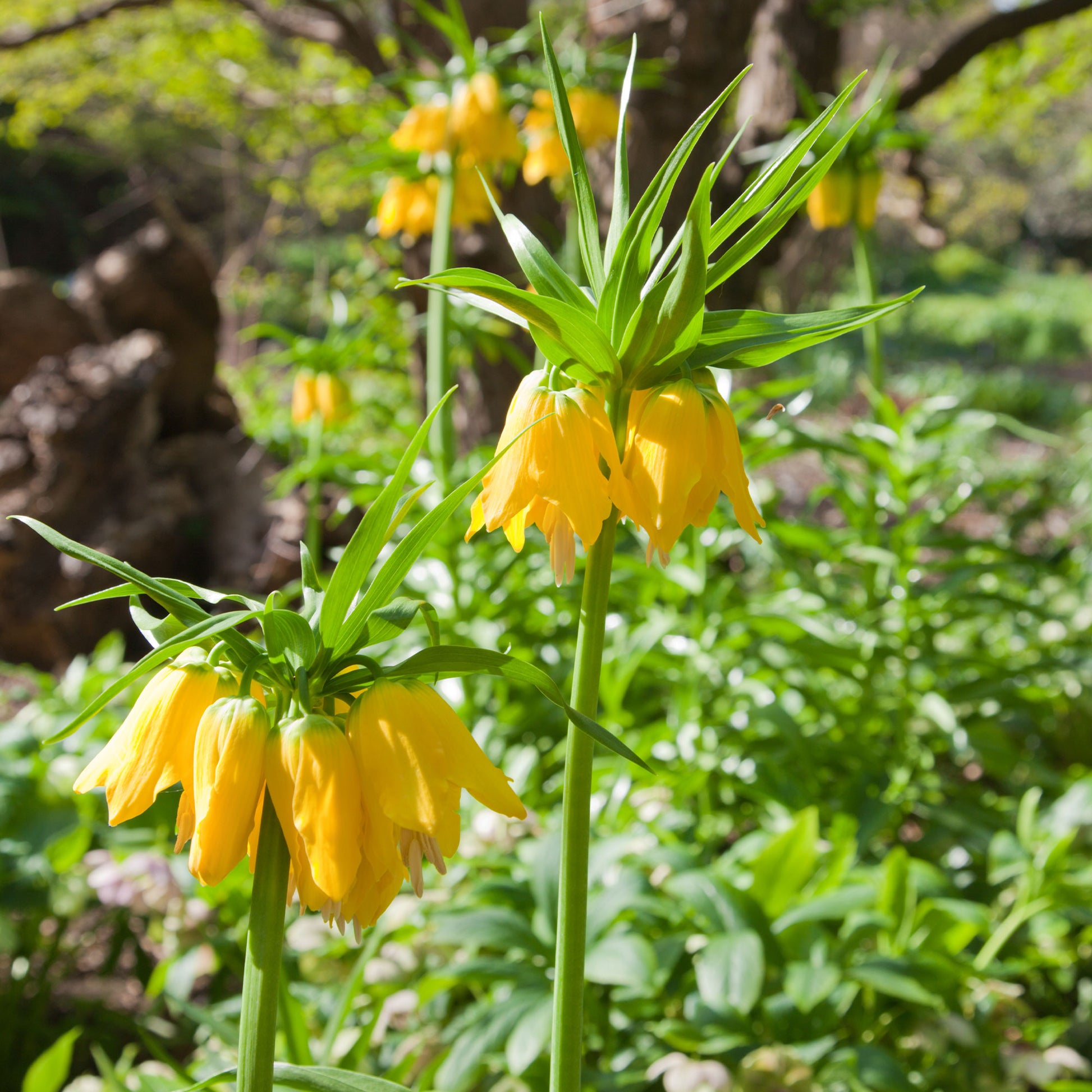 Fritillaria imperialis - Gele keizerskroon - Fritillaria