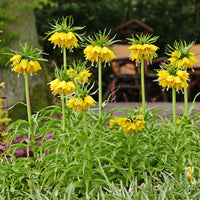 Verkoop Gele keizerskroon