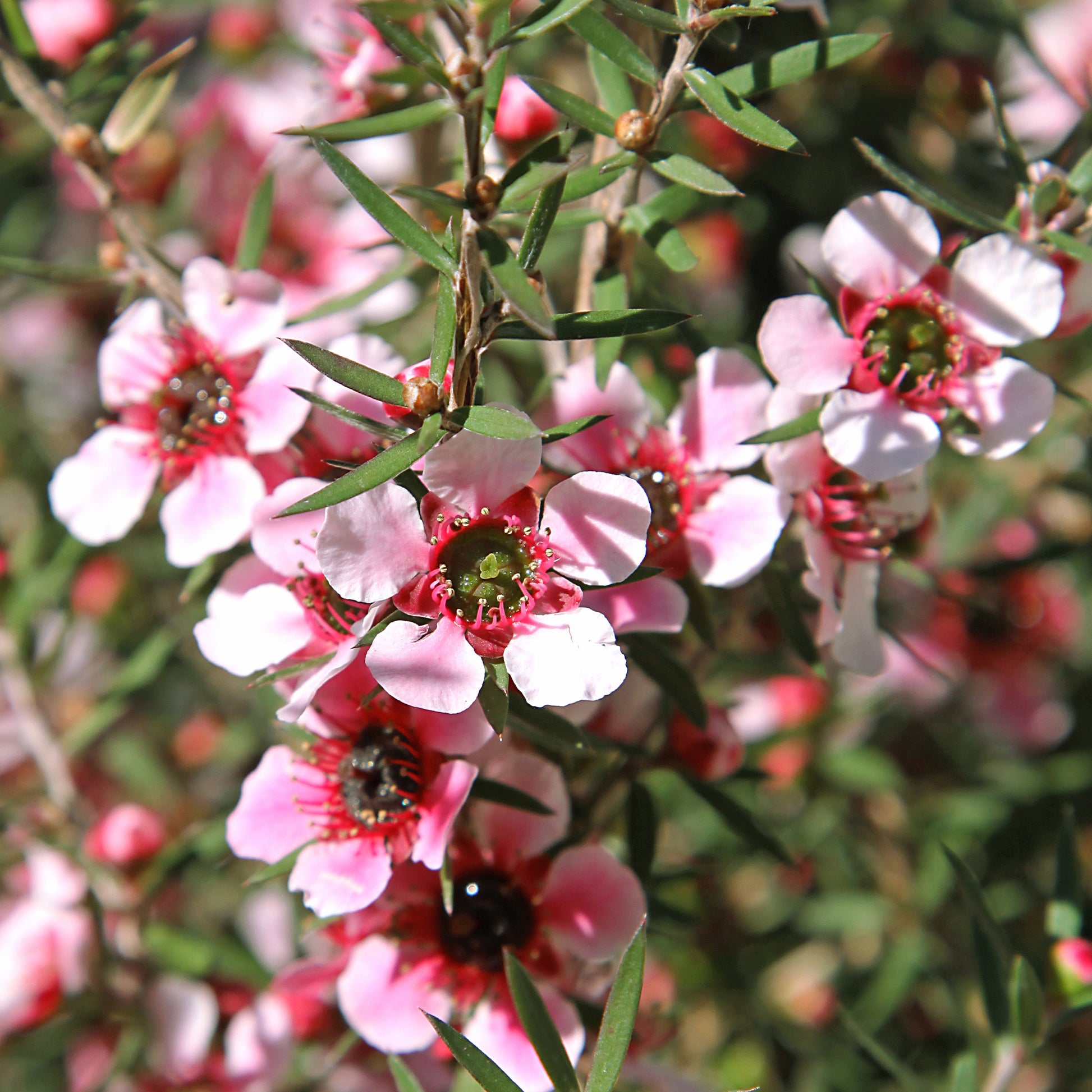 Leptospermum scoparium Martinii - Theeboom Martini - Bloeiende struiken