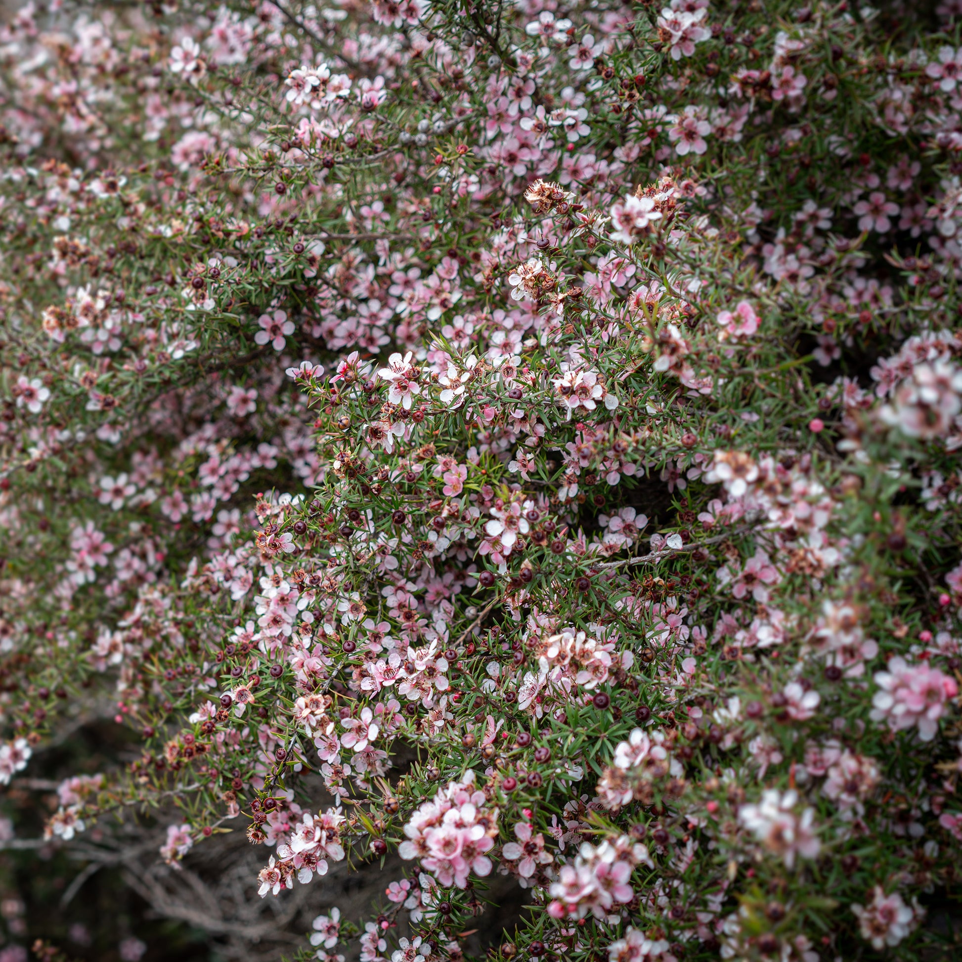 Theeboom Martini - Leptospermum scoparium Martinii - Bakker