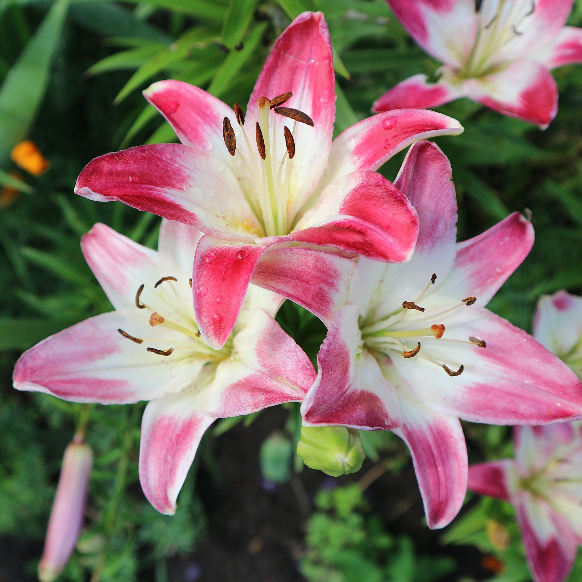 Lollypop Aziatische lelies (x3) - Lilium lollypop - Bakker