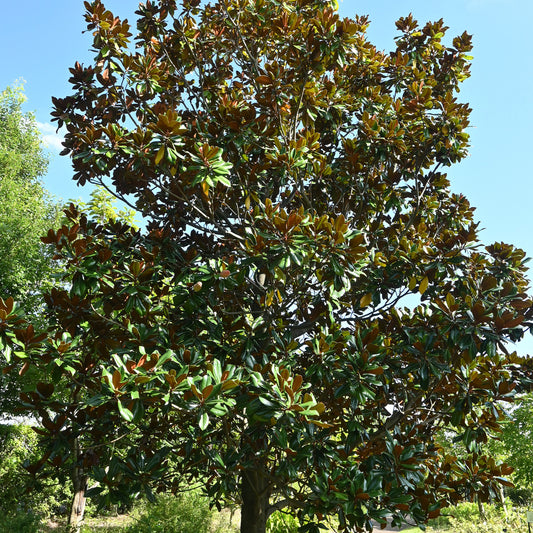 Grootbloemige Magnolia - Bakker