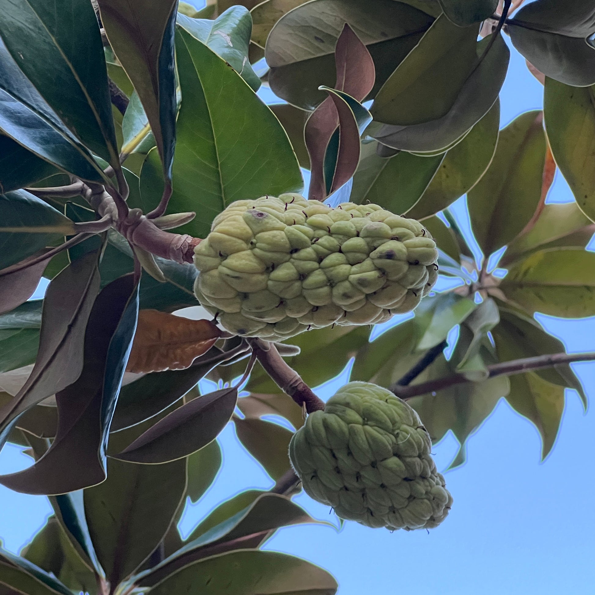 Verkoop Grootbloemige Magnolia - Magnolia grandiflora