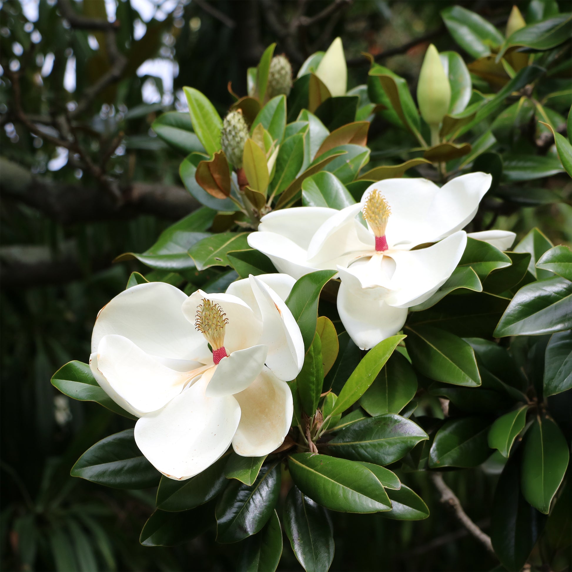 Grootbloemige Magnolia - Magnolia grandiflora - Bakker