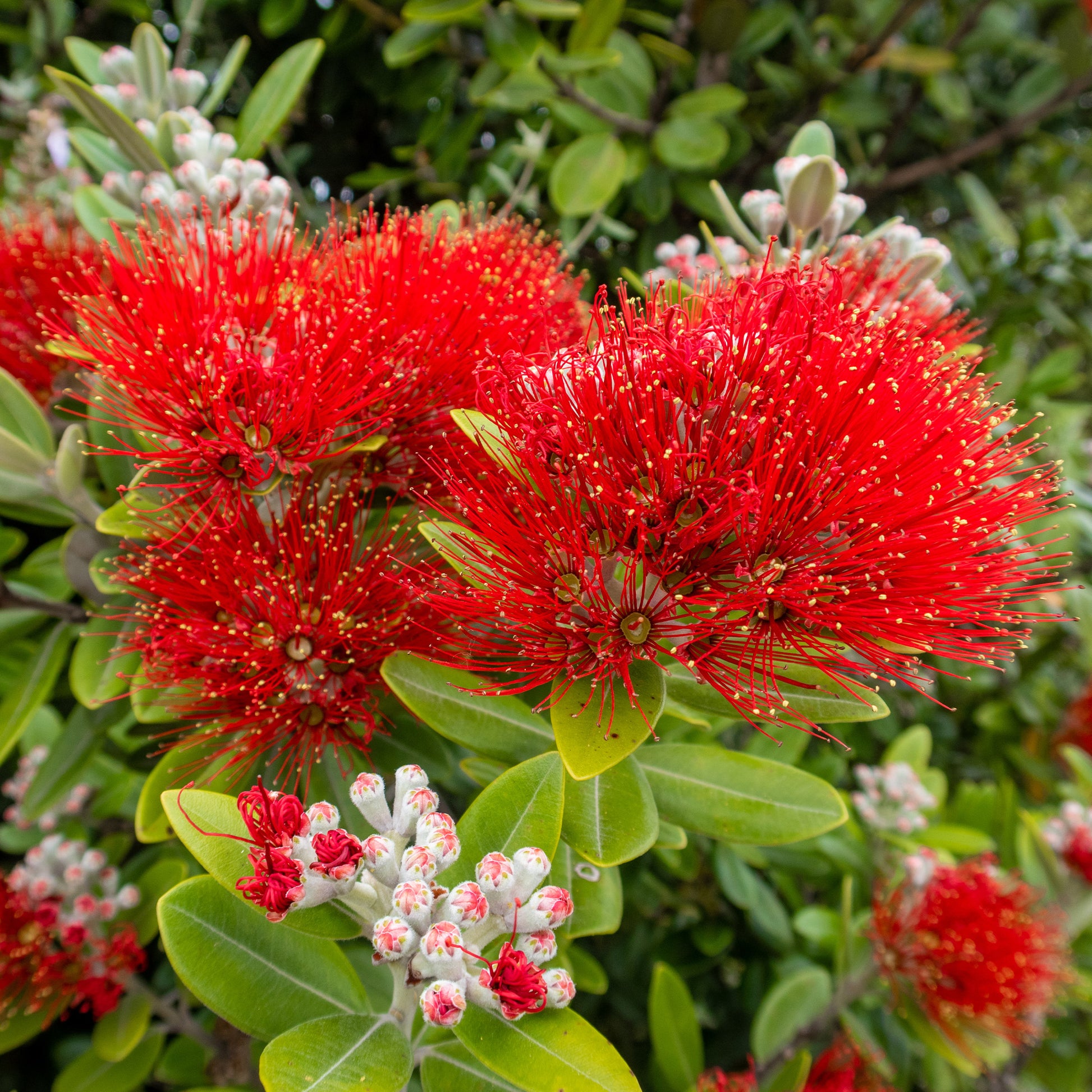 Nieuw-Zeelandse kerstboom - Metrosideros excelsa - Bakker