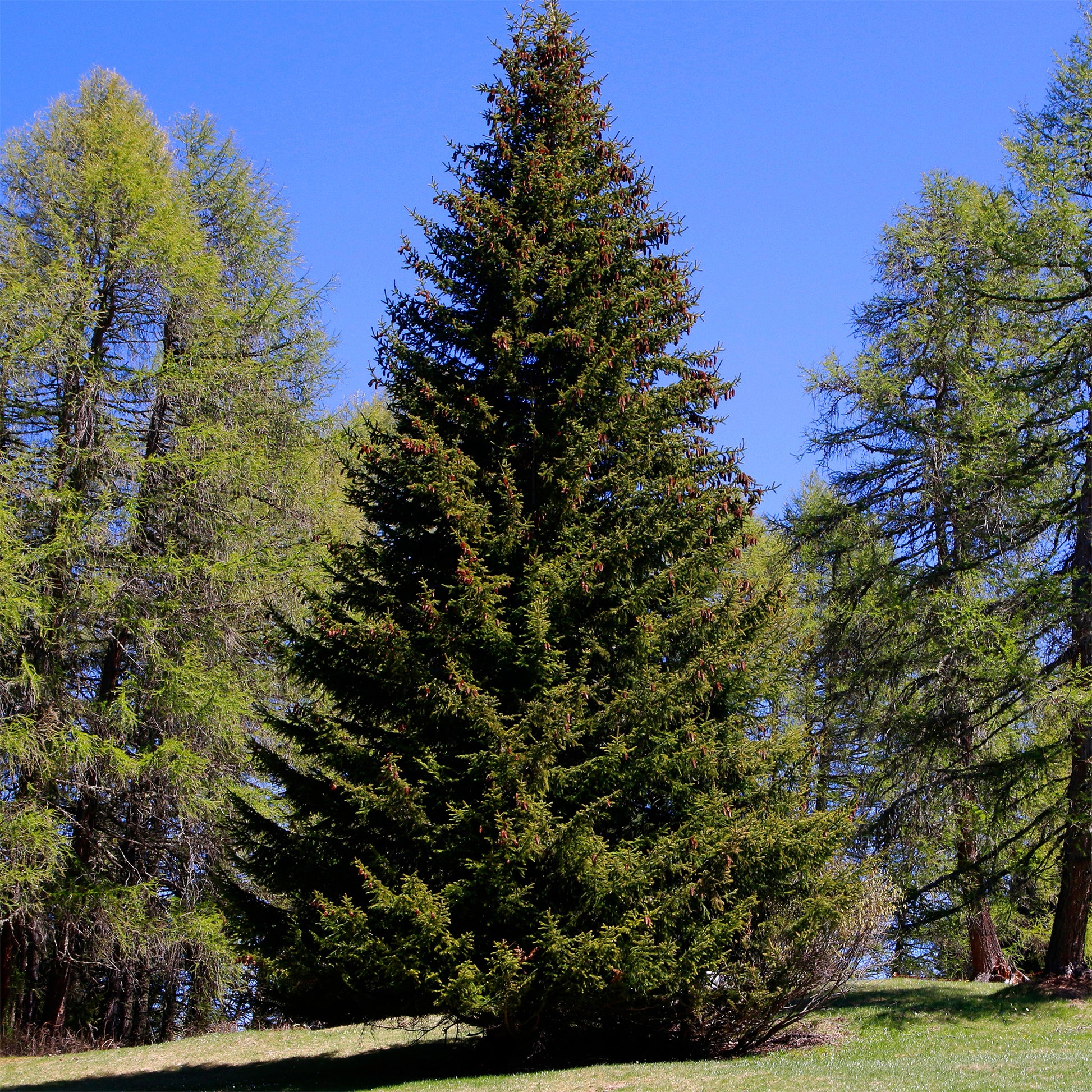 Picea abies - Fijnspar - Coniferen