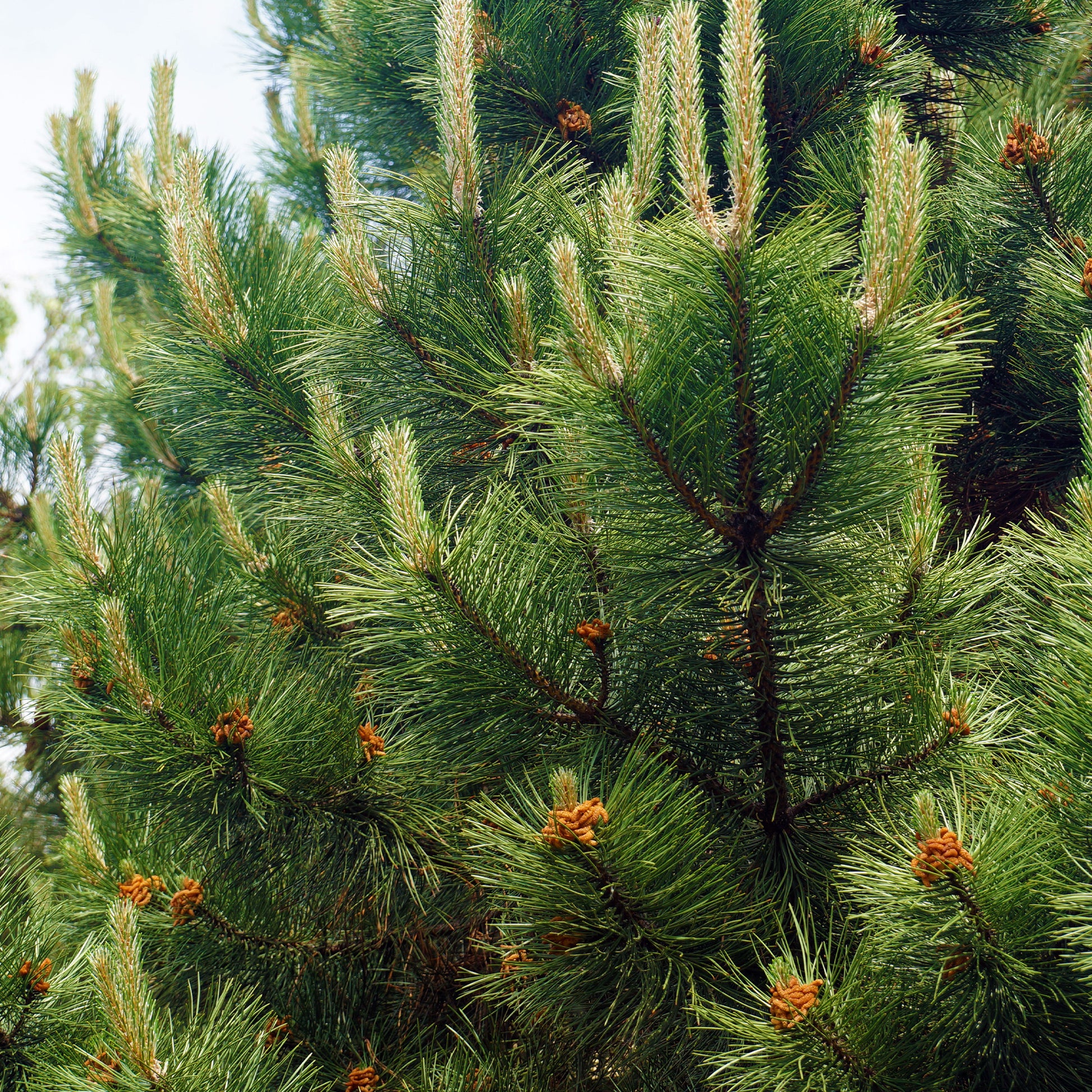 Zwarte den - Pinus nigra nigra - Bakker