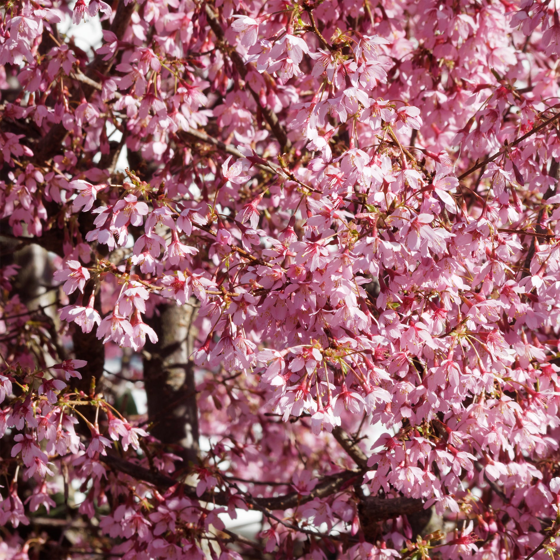 Dwerg Japanse sierkers Paean - Prunus incisa Paean - Bakker