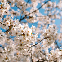 Japanse sierkers Brillant - Prunus nipponica Brillant - Bakker