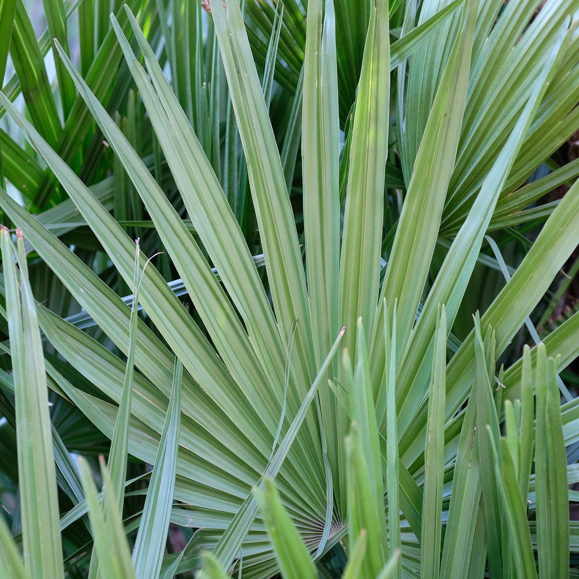 Dwerg sabal - Dwerg waaierpalm - Sabal minor - Bakker