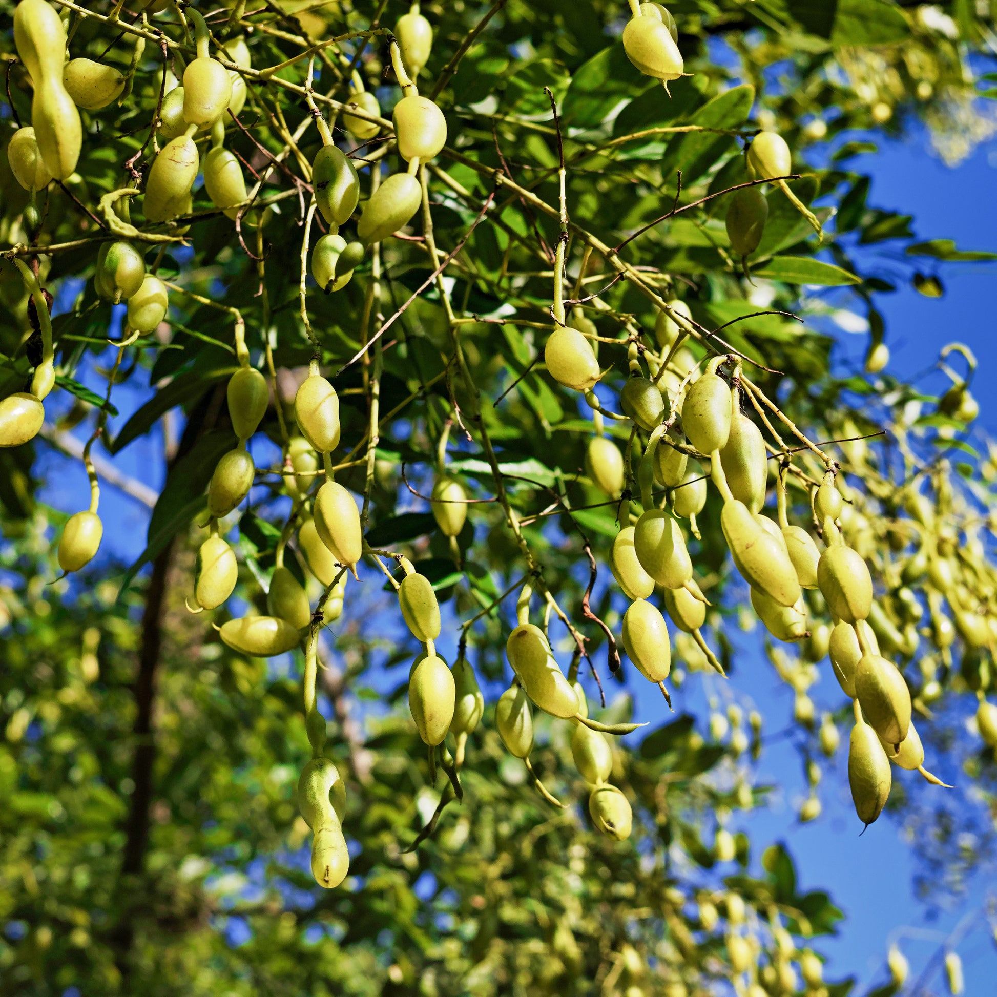 Japanse pagodeboom - Sophora japonica - Bakker