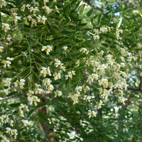 Sophora japonica - Japanse pagodeboom - Bomen