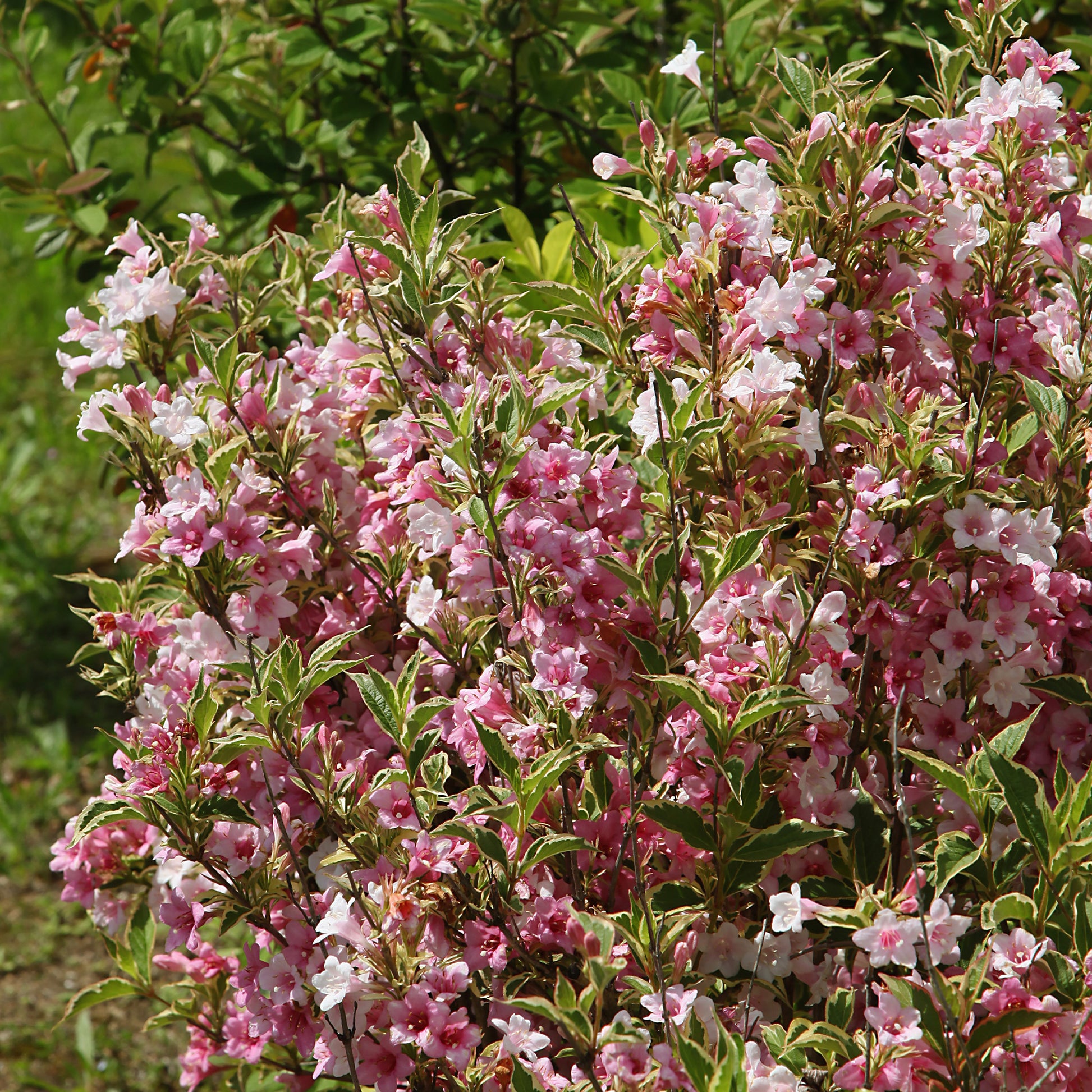 Weigelia florida Variegata - Bakker