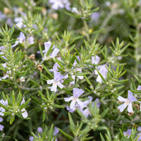 Australische rozemarijn - Westringia fruticosa - Bakker