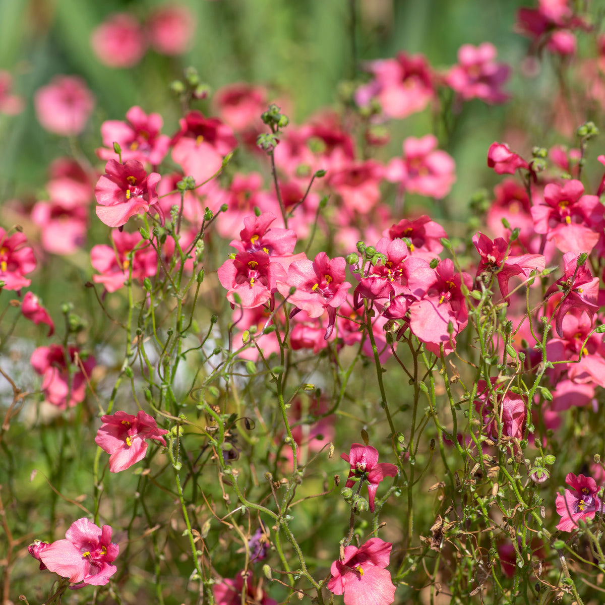 roze elfenspoor - Diascia fetcaniensis - Bakker