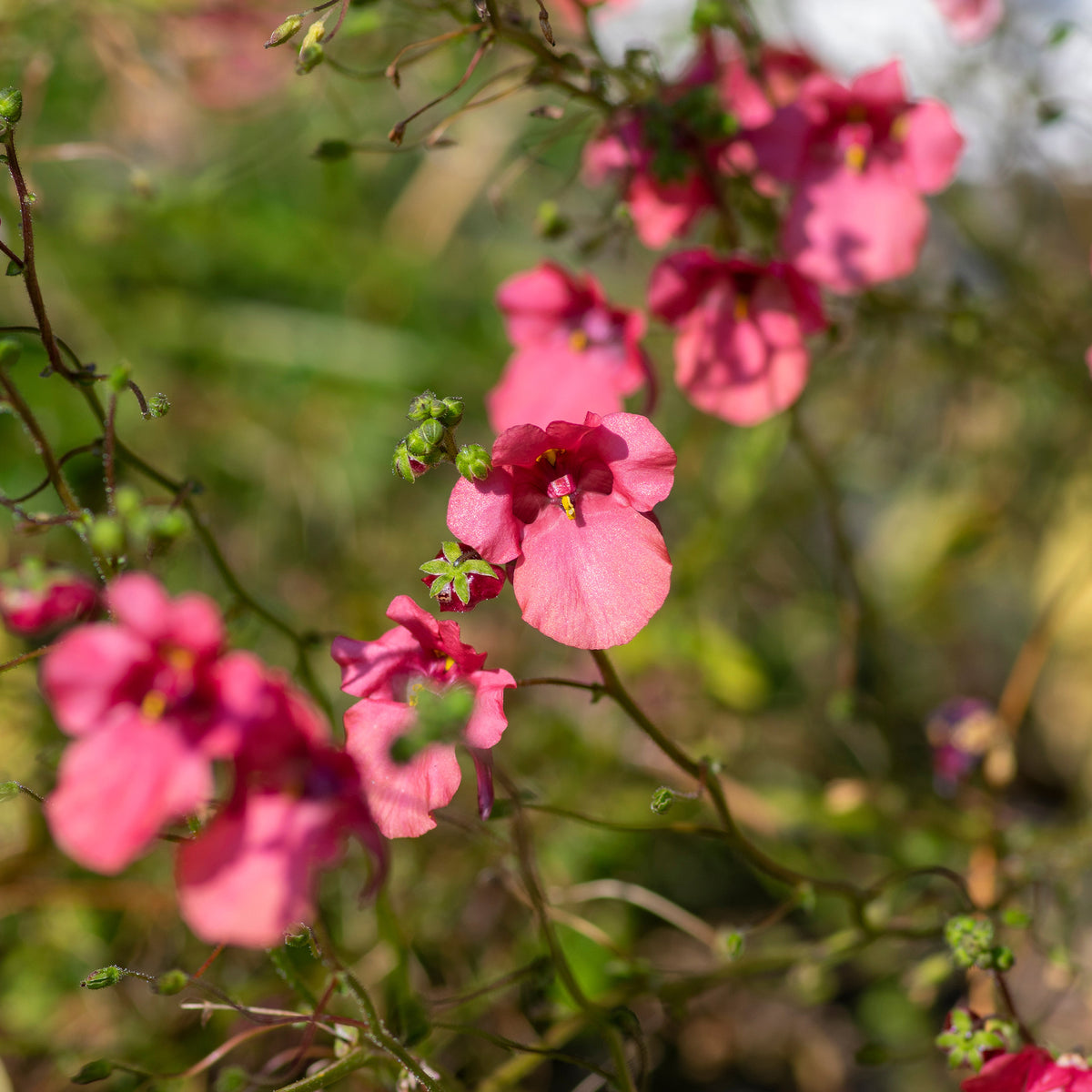 roze elfenspoor - Bakker
